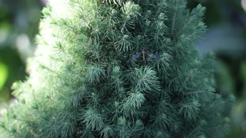 The Dragonfly Sits On The Tree Stock Footage 91209084