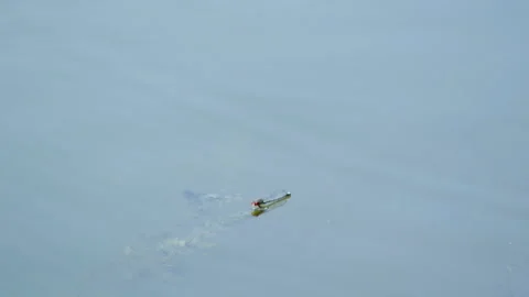 Dragonfly sits on the water 動画素材 90459576