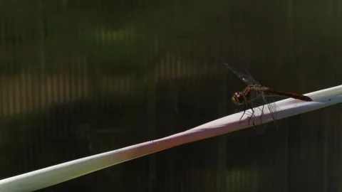 Dragonfly sits on white wire close-up Stock Footage 167858368