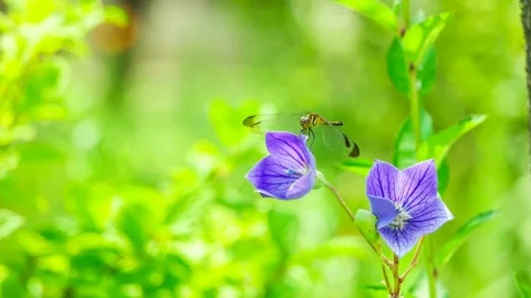A dragonfly is sitting and having fun on the flowers. 스톡 동영상 145348799