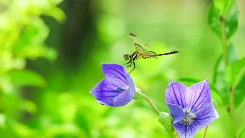 A dragonfly is sitting and having fun on the flowers. Video stock 145348816