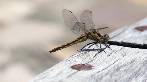 Dragonfly sitting on a bench and are in love Stock Footage 60030452
