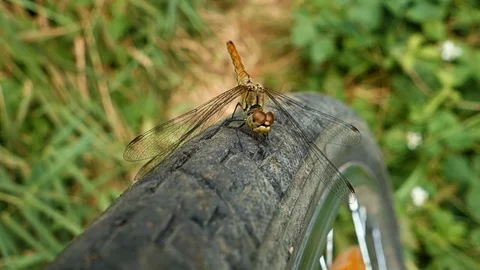 A dragonfly sitting on a bicycle wheel Stock Footage 123784251