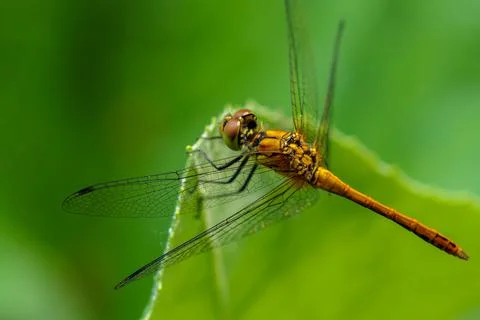 Dragonfly sitting on a blade of grass close up Stock Photos