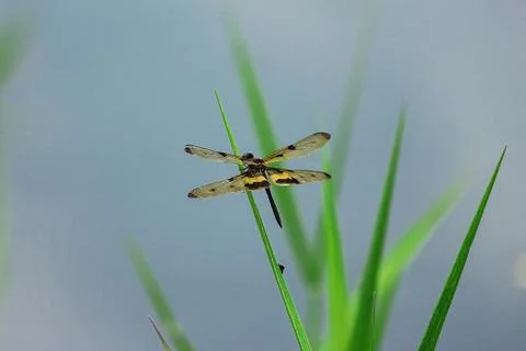 Dragonfly sitting on a blade of grass Stock Photos