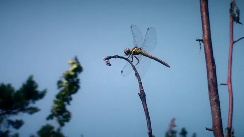 Dragonfly sitting on branch fly away and return on blue sky background \ new Stock Footage