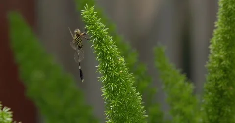 Dragonfly sitting on a branch Stock Footage 253254118