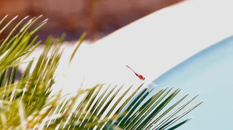 Dragonfly sitting on a branch of a palm tree above the water basin Stock Footage 42943661