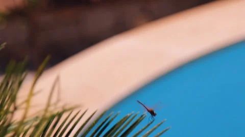Dragonfly sitting on a branch of a palm tree above the water basin Stock Footage 42943679