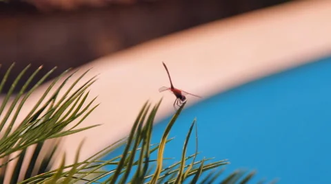 Dragonfly sitting on a branch of a palm tree above the water basin Stock-Footage 42943758