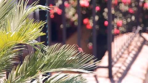 Dragonfly sitting on a branch of a palm tree above the water basin Stock Footage 42943909
