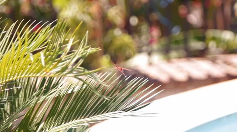 Dragonfly sitting on a branch of a palm tree above the water basin Stock Footage 42943994
