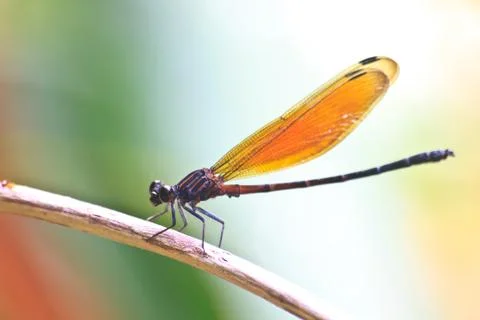 Dragonfly sitting on a branch Stock Photos