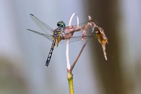 A dragonfly sitting on a branch. Stock Photos