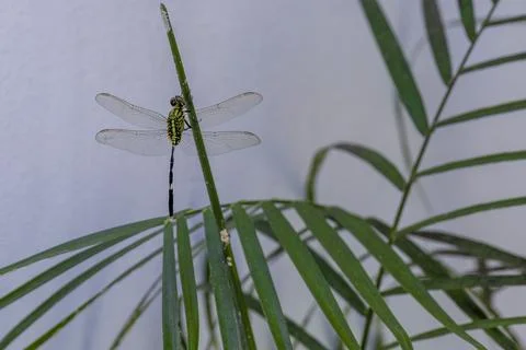 Dragonfly sitting on a branch Stock Photos