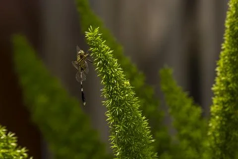 Dragonfly sitting on a branch Stock Photos
