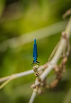 A dragonfly is sitting on a branch Stock Photos