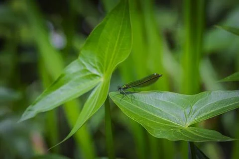 A dragonfly is sitting on a branch Stock Photos