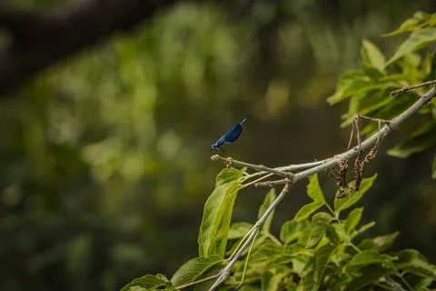 A dragonfly is sitting on a branch Stock Photos