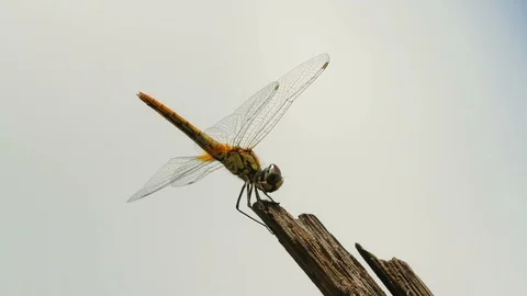 Dragonfly sitting close up Stock Footage 96623733