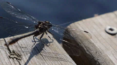 Dragonfly sitting on a dock in the sun Stock Footage 92671154