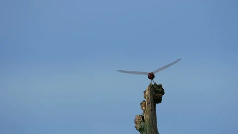 Dragonfly sitting on dry branch tree Stock Footage 132489452