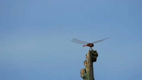 Dragonfly sitting on dry branch tree Stock Footage 132489769