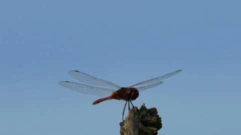 Dragonfly sitting on dry branch tree Stock Footage 132490080