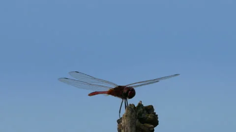 Dragonfly sitting on dry branch tree Stock Footage 132490083