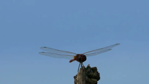 Dragonfly sitting on dry branch tree Stock Footage 132490422