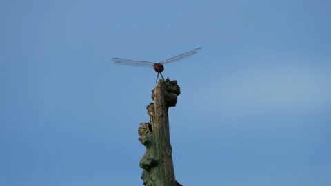 Dragonfly sitting on dry branch tree Stock Footage 132492215