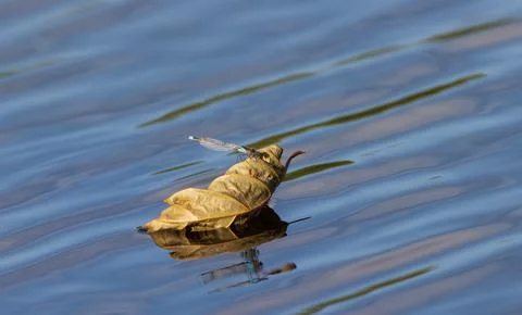 Dragonfly sitting on dry leaf floating on water Stock Photos