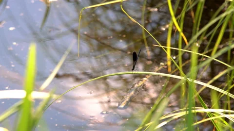 Dragonfly sitting on a flower playing in the rays of the summer sun Stock Footage 114928767