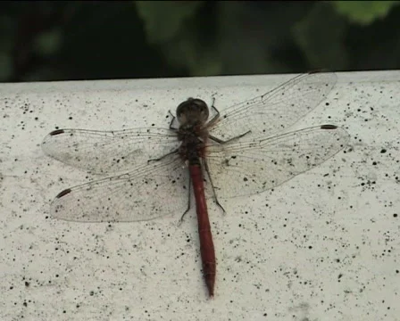 Dragonfly sitting Video stock 82732