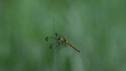 Dragonfly sitting Stock Footage 83402311
