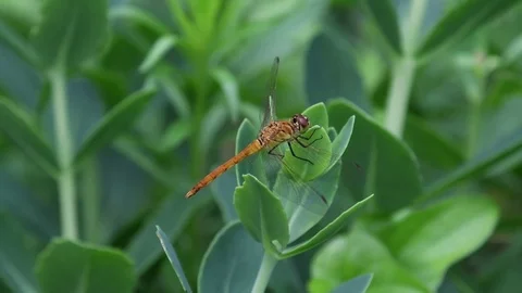 Dragonfly sitting Stock Footage 83470051