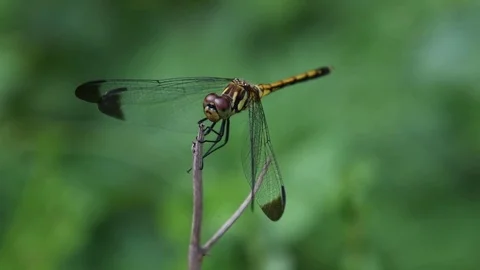 Dragonfly sitting Video stock 83470122