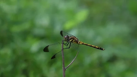 Dragonfly sitting Stock Footage 83470138