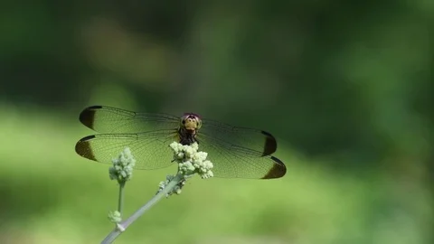 Dragonfly sitting Video stock 83473634