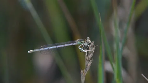 Dragonfly sitting on the grass Stock Footage 91936760