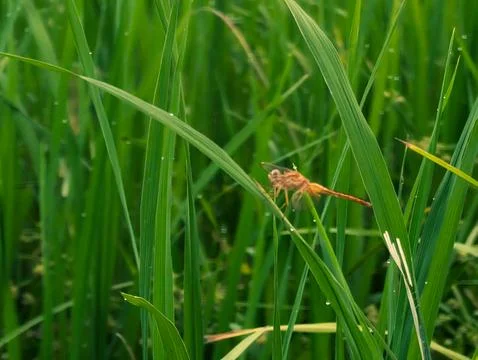 Dragonfly sitting on grass Stock Photos