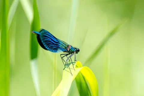 Dragonfly Is Sitting On Grass Stock Photos