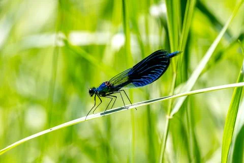 Dragonfly Is Sitting On Grass Stock Photos