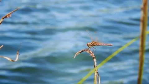 A dragonfly sitting on a grass stalk Stock Footage 337824485