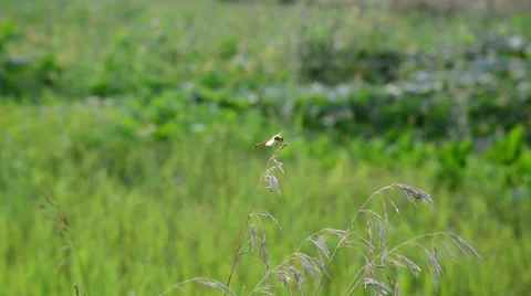 Dragonfly sitting on the grass on summer meadow Stock Footage 67710868