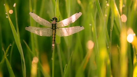 Dragonfly sitting in the green grass Stock Footage 132795859