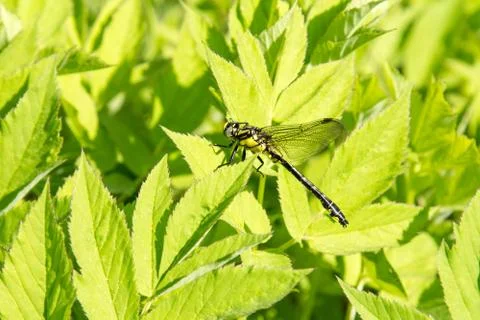 Dragonfly sitting on green leaf Stock Photos