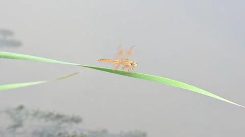 Dragonfly sitting on green leaves. Vídeo Stock 280550557
