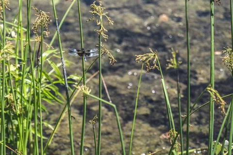 Dragonfly sitting on Juncus effusus Soft rush near water in New Jersey Botanical Stock Photos