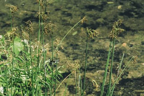 Dragonfly sitting on Juncus effusus Soft rush near water in New Jersey Botanical Stock Photos